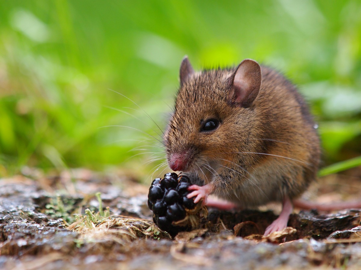 Apodemus sylvaticus, Wood Mouse